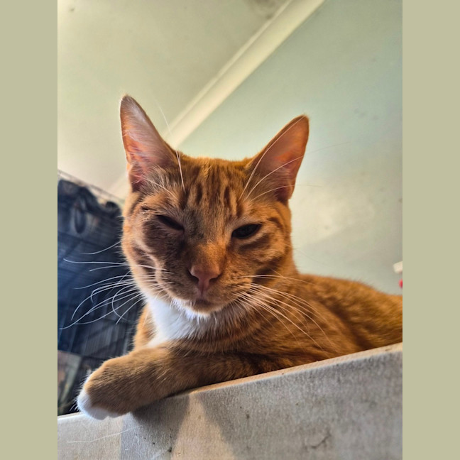 Photo of Zeus 🛡️ 