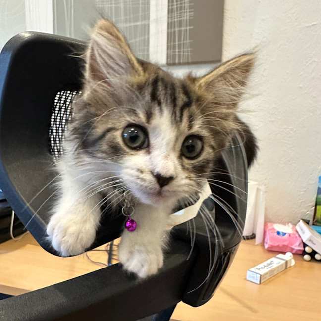 Photo of Fifi