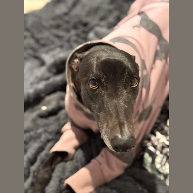 Photo of Zara, The Greyhound