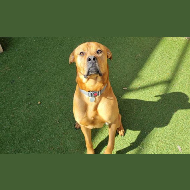 Photo of Archie
