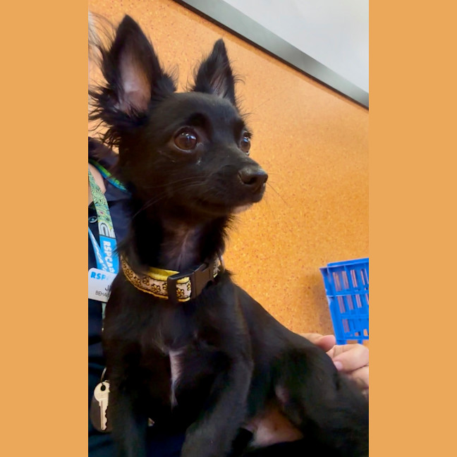 Photo of Chief