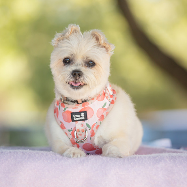 Photo of Pixie
