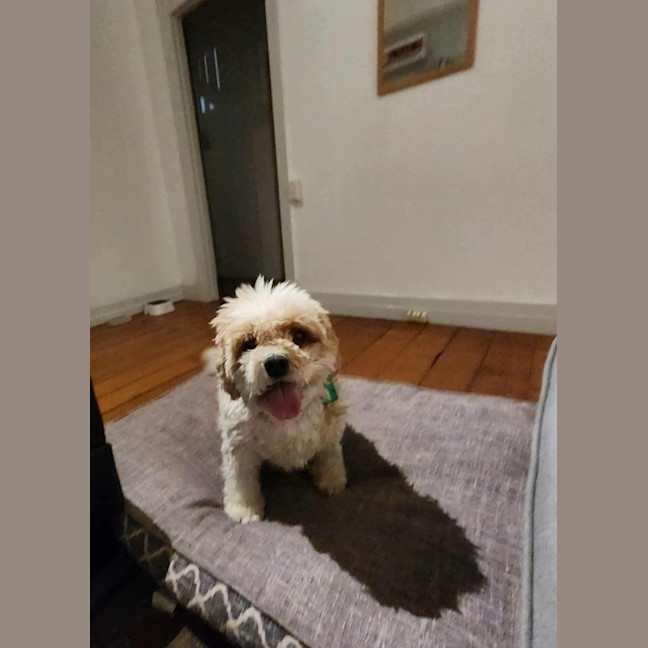 Photo of Simba And Lumi