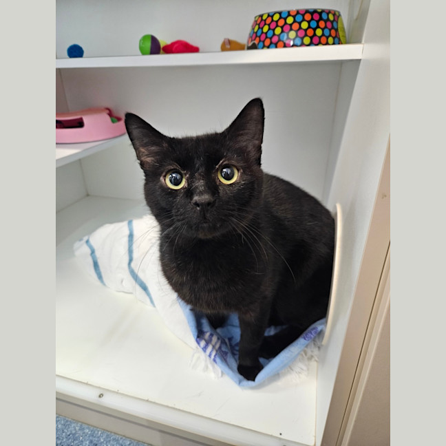 Photo of Midnight