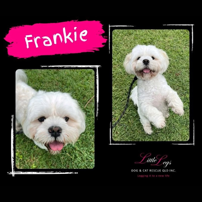Photo of Frankie