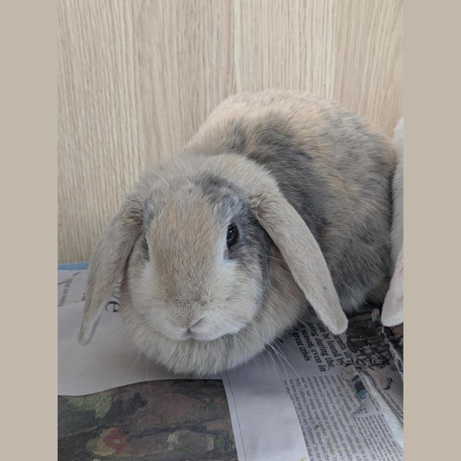 Photo of 🫕 Fondue 6962 🫕