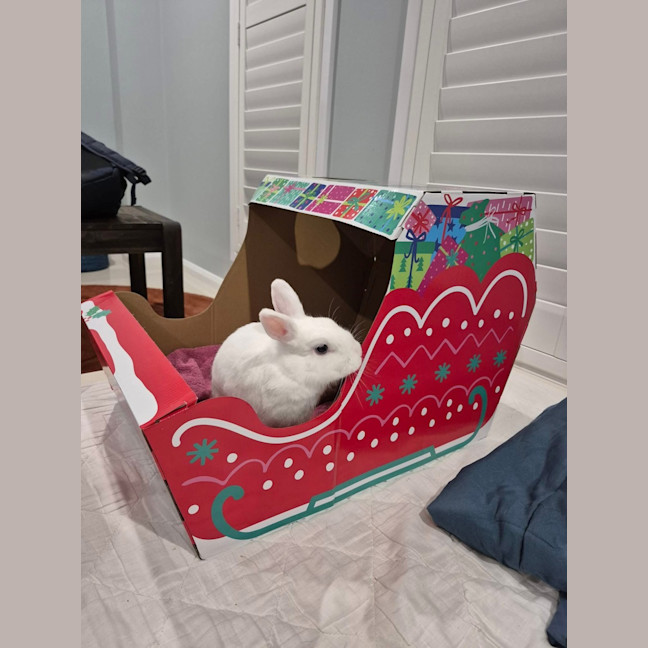 Photo of Basil (W Olive)