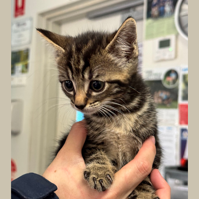 Photo of Ron Stoppable