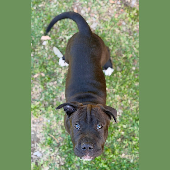 Photo of Moose 