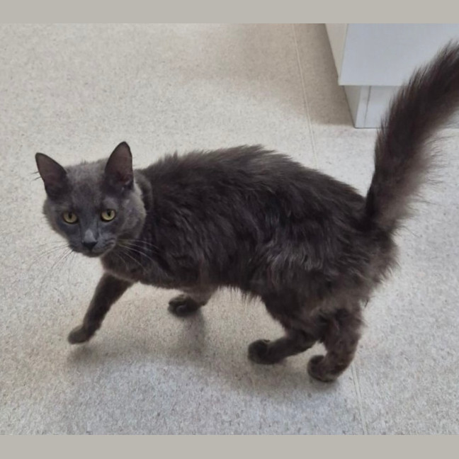 Photo of Delilah (9962)