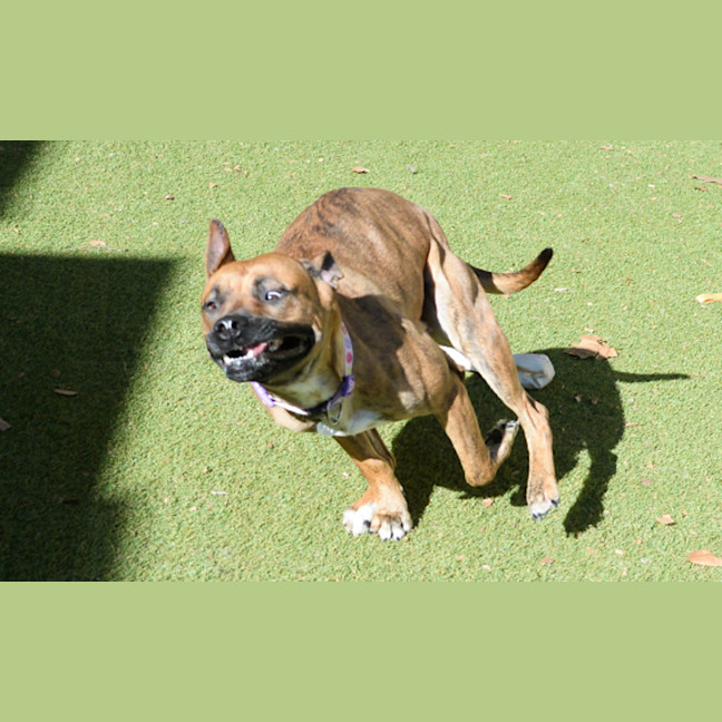 Photo of Darcie 