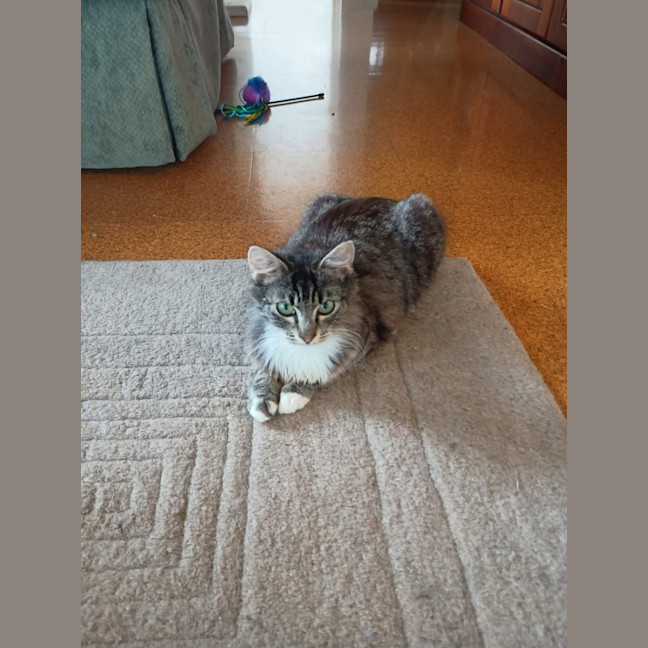 Photo of Peaches   In Foster Care In Doncaster