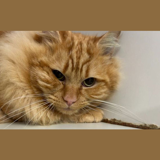 Photo of Peanut