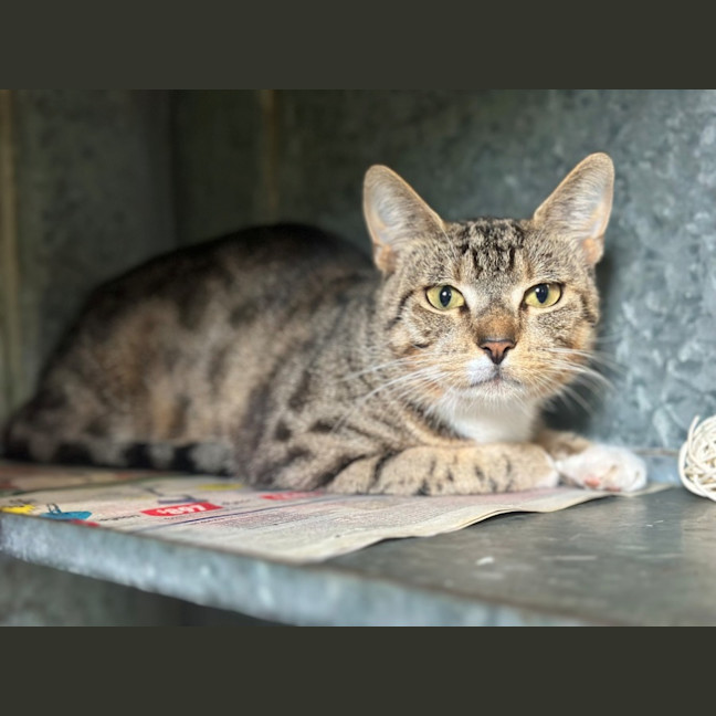 Photo of Fig