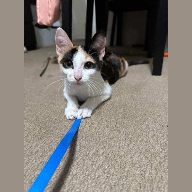 Photo of Calico   Trixie