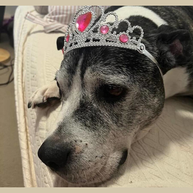 Photo of Diesel