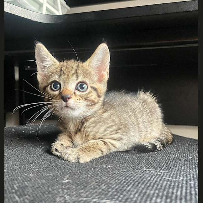 Photo of Oatmeal And Jaffle