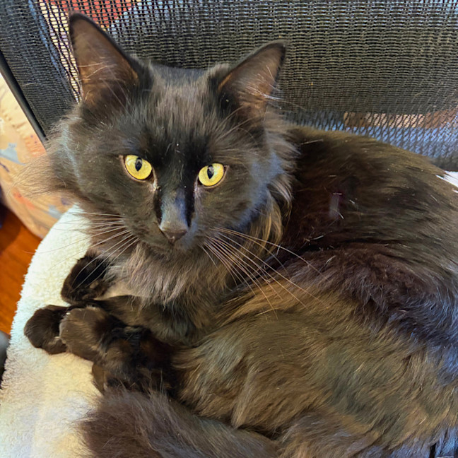 Photo of Gilbert
