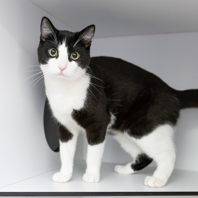 Photo of Domino