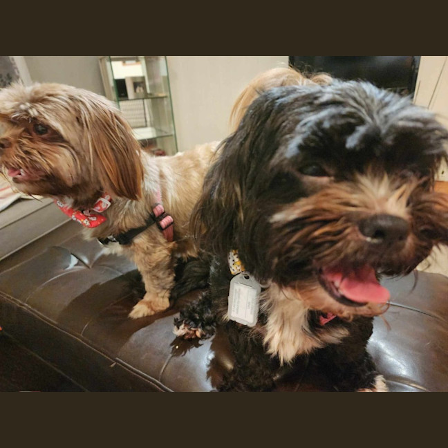 Photo of Nala And Ruby 