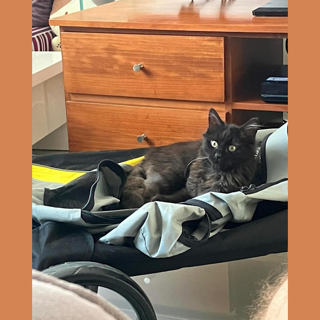 Photo of Lucky