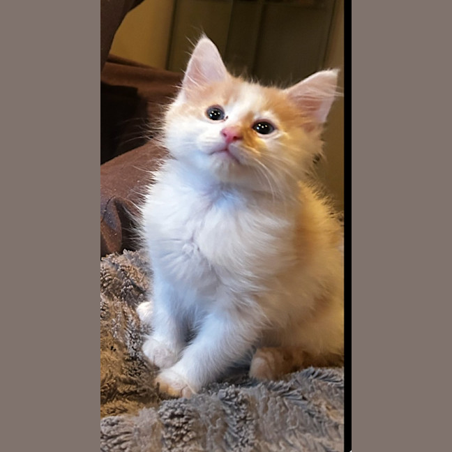 Photo of Winston