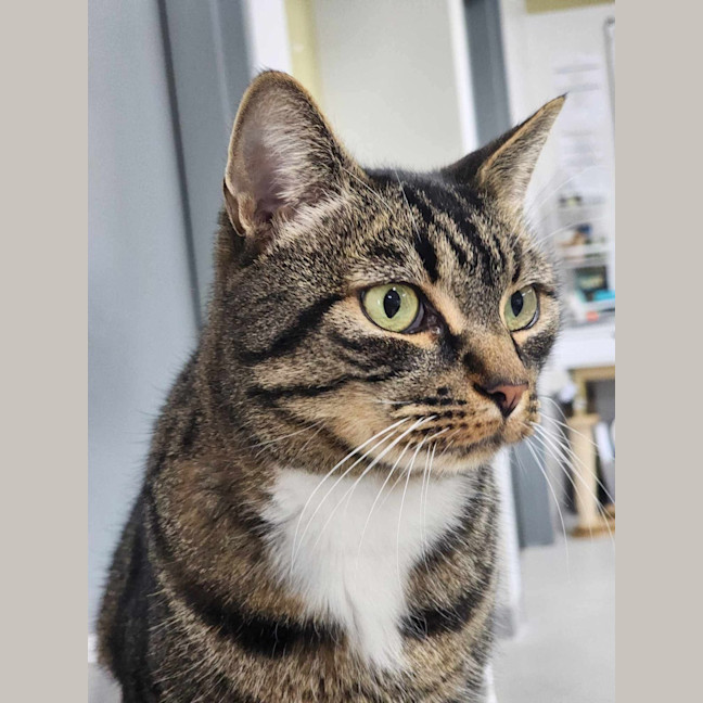 Photo of 🎮 Nippet 5903 🎮