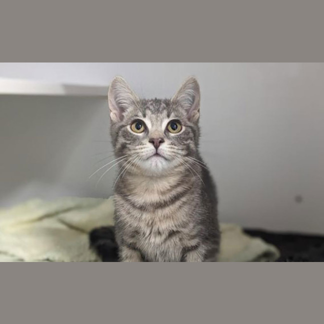 Photo of Merlin
