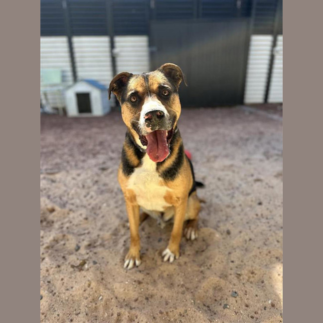 Photo of Rambo 