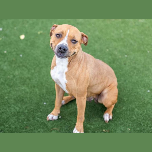 Photo of Weevil Imp 2219