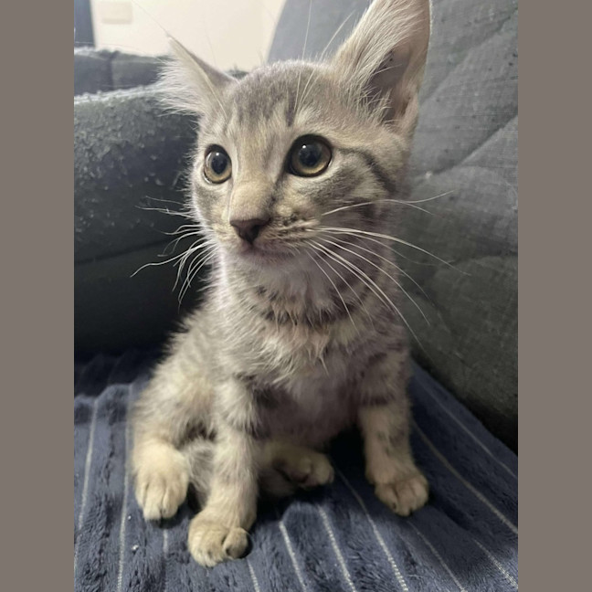 Photo of Oscar   Located In Preston