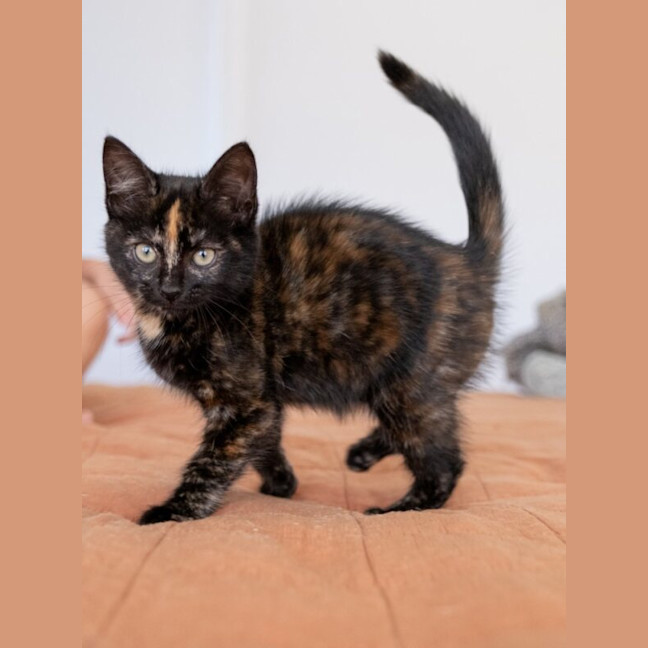 Photo of Tilly
