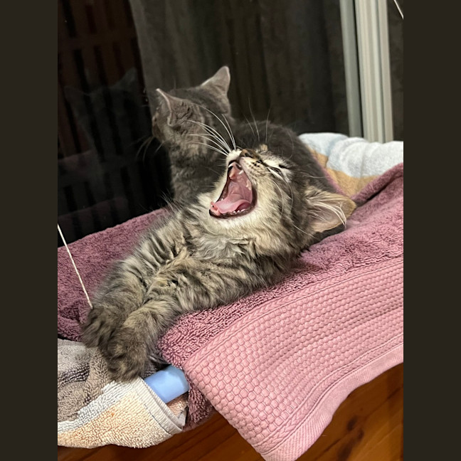 Photo of Luna (Lj) 