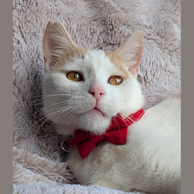 Photo of Sushi