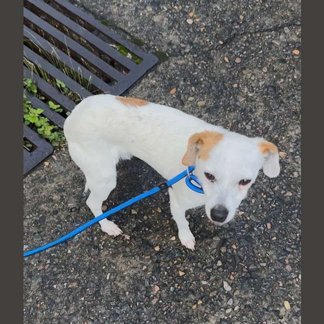 Photo of Apollo