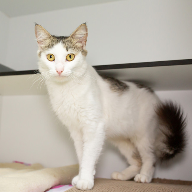 Photo of Marshmallow