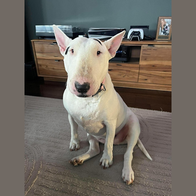 Photo of Luna
