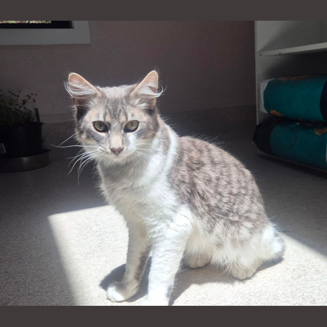 Photo of Gandalf (9084)