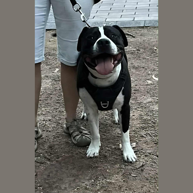 Photo of Zeus   5 Year Old Staffy X