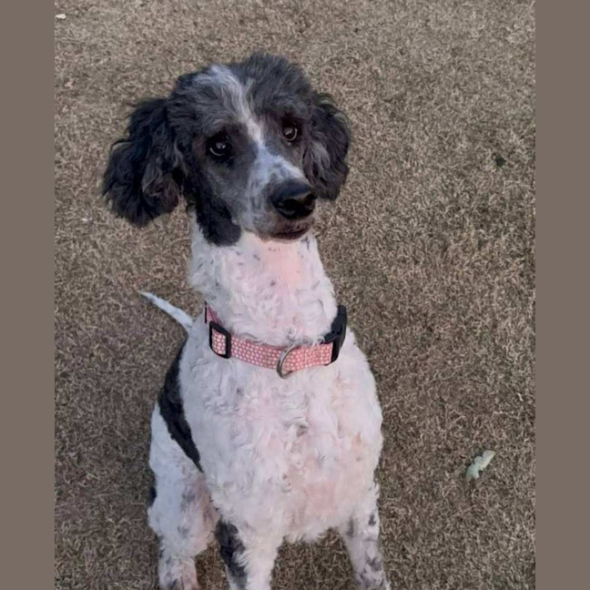 Photo of Freya   8 Year Old Poodle