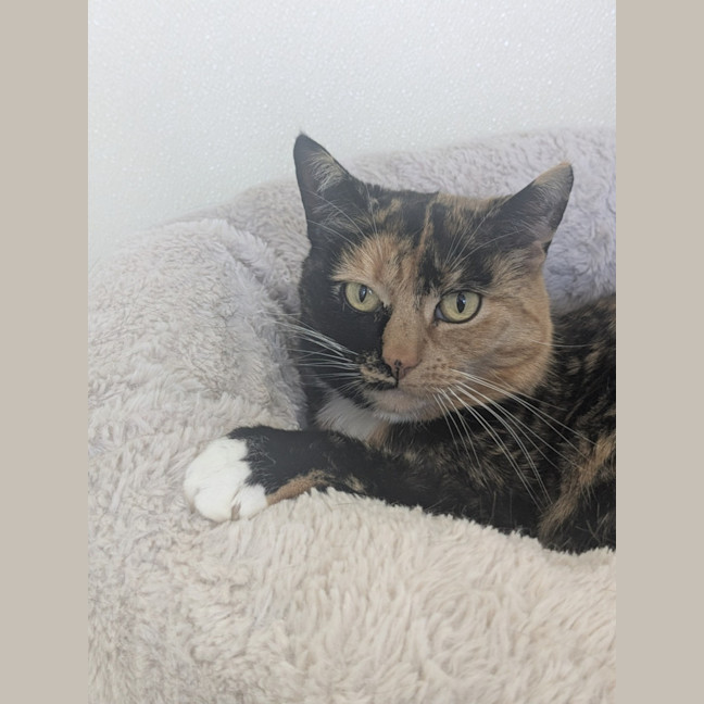 Photo of 🌖 Agatha 6518 🌖