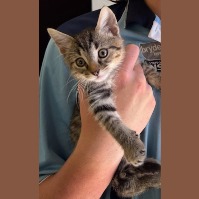 Photo of Booker  Now At Pet Quarters Rutherford 