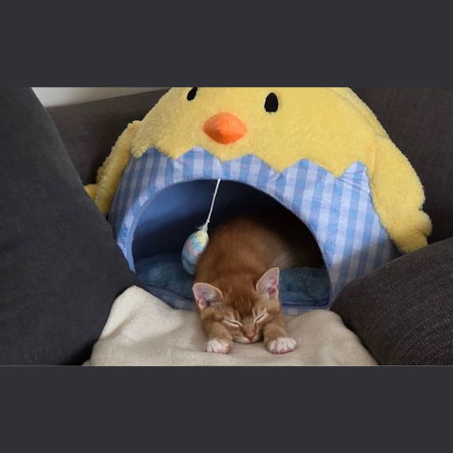 Photo of Peanut