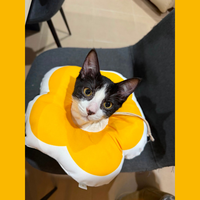 Photo of Rikku 