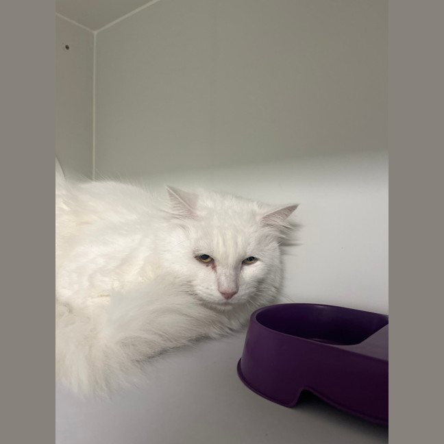 Photo of Lucky