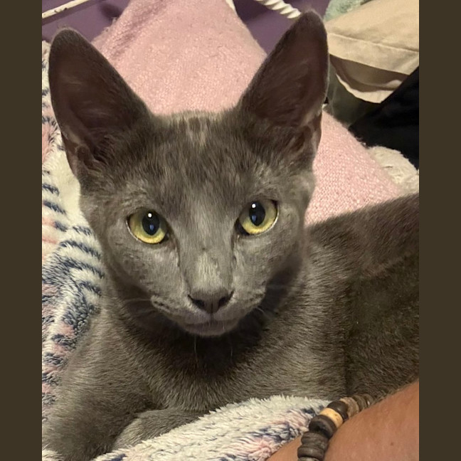Photo of Ziggy