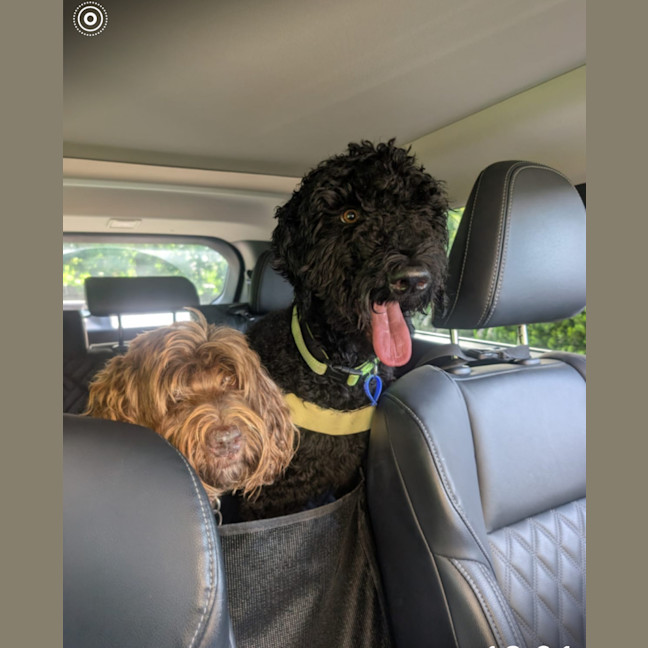 Photo of Tello   1 Year Old Poodle