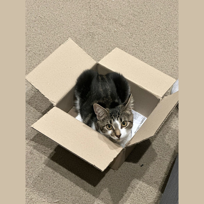 Photo of Comet