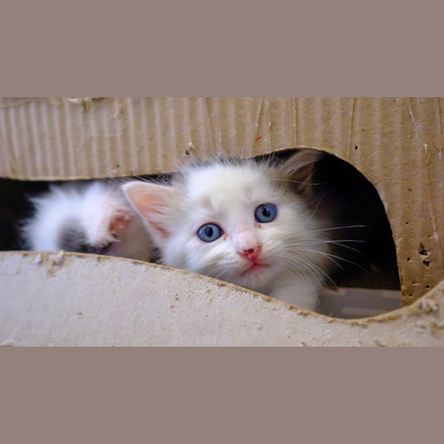 Photo of C1449 Sasha