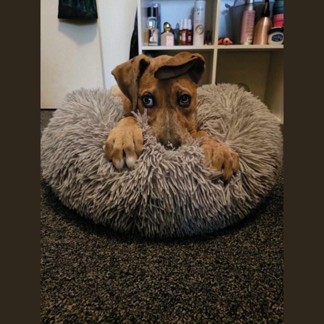 Photo of Tiger